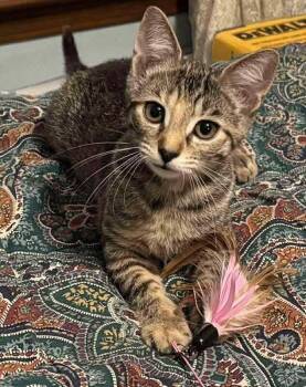 Rescue American Shorthair Cats for Adoption in Tunica, Mississippi - Dusty | PetCurious