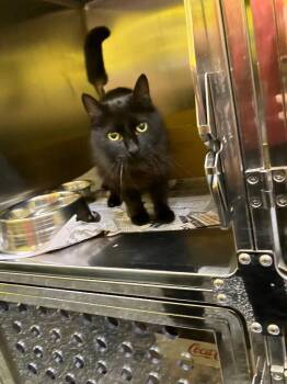 Domestic Short Hair Cats Available for Adoption in Jackson, Tennessee - Eraser | PetCurious