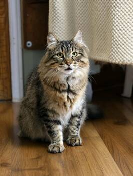 Spud -  Domestic Long Hair Cat for Adoption in Montreal, Quebec - Spud | PetCurious