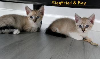 Siegfried & Roy -  Siamese Cat for Adoption in Homestead, Florida - Siegfried & Roy | PetCurious
