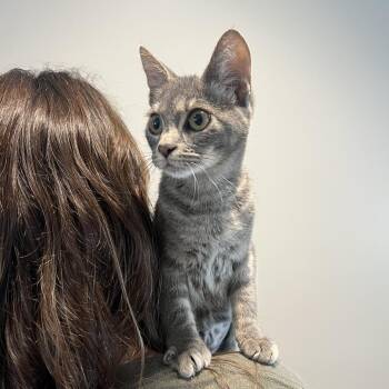 Rory -  Domestic Short Hair Cat for Adoption in Chesapeake, Virginia - Rory | PetCurious