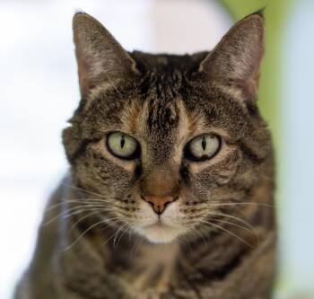 Lorie -  Domestic Short Hair Cat for Adoption in Pontiac, Michigan - Lorie | PetCurious