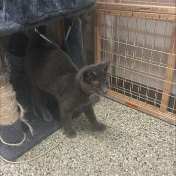 Smokie -  Domestic Short Hair Cat for Adoption in Cedar Rapids, Iowa - Smokie | PetCurious