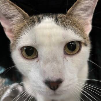 Richard -  Domestic Short Hair Cat for Adoption in Des Moines, Iowa - Richard | PetCurious