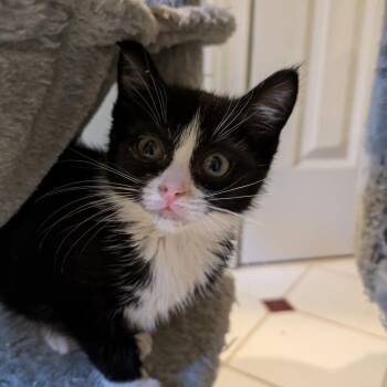 Nala (fka Elsa) -  Domestic Short Hair Cat for Adoption in Cumming, Georgia - Nala (fka Elsa) | PetCurious