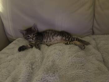 Rescue Domestic Short Hair Cats for Adoption in Palm City, Florida - Paulie | PetCurious