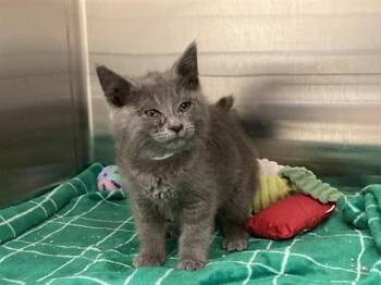 RACHEL GRAY -  Domestic Short Hair Cat for Adoption in Tustin, California - RACHEL GRAY | PetCurious