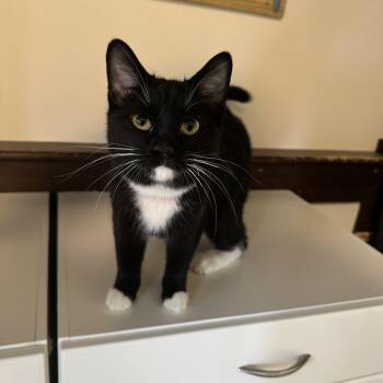 Domestic Short Hair Cats Available for Adoption - Brooks  | PetCurious