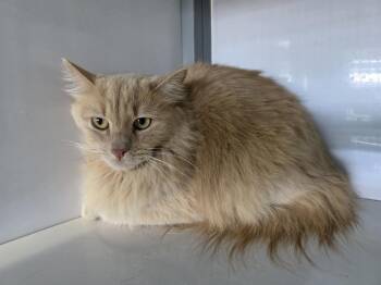 Domestic Medium Hair Cats Available for Adoption in Holbrook, Arizona - Chacha | PetCurious