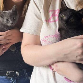 Kitten Pair -  Domestic Short Hair Cat for Adoption in Seven Valleys, Pennsylvania - Kitten Pair | PetCurious