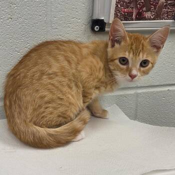 Ratchet -  Domestic Short Hair Cat for Adoption in Chattanooga, Tennessee - Ratchet | PetCurious