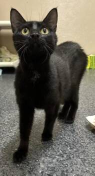 Great -  Domestic Short Hair Cat for Adoption in Roseville, California - Great | PetCurious
