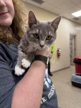 Shadow -  Domestic Short Hair Cat for Adoption in Fishers, Indiana - Shadow | PetCurious