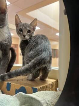 ASH -  Domestic Short Hair Cat for Adoption in Thousand Palms, California - ASH | PetCurious
