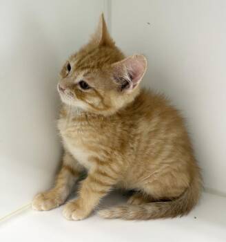 Jake -  Domestic Short Hair Cat for Adoption in Rochester, Indiana - Jake | PetCurious