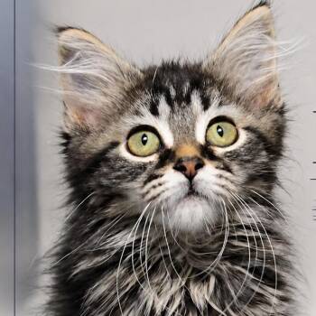 Rukia -  Domestic Long Hair Cat for Adoption in Quincy, Ohio - Rukia | PetCurious