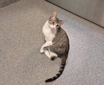 Crackers -  Domestic Short Hair Cat for Adoption in Fort Collins, Colorado - Crackers | PetCurious