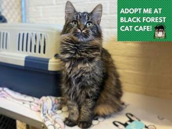 Rescue Domestic Medium Hair Cats for Adoption in Fort Wayne, Indiana - LITTLE BIT | PetCurious