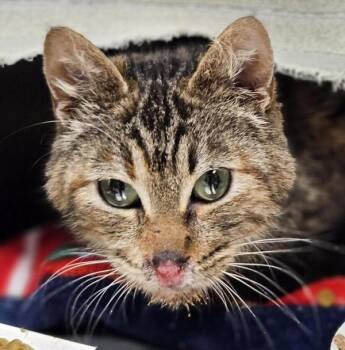 Domestic Short Hair Cats Available for Adoption - Caroline | PetCurious