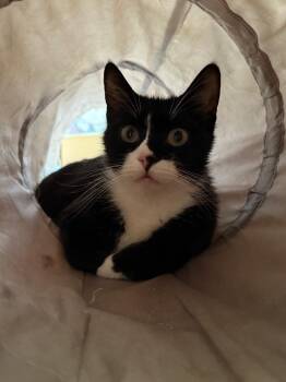 Rescue Tuxedo Cats for Adoption in Jurupa Valley, California - Robin | PetCurious