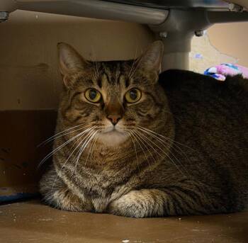 Itty Bitty -  Domestic Short Hair Cat for Adoption in Ocala, Florida - Itty Bitty | PetCurious