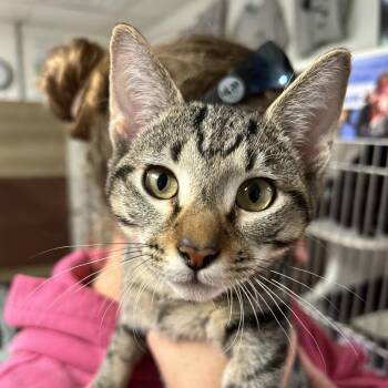 Comet -  Domestic Short Hair Cat for Adoption in Newport, North Carolina - Comet | PetCurious