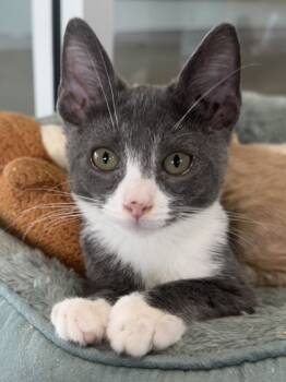 Rescue Domestic Short Hair Cats for Adoption in Leander, Texas - Rio | PetCurious