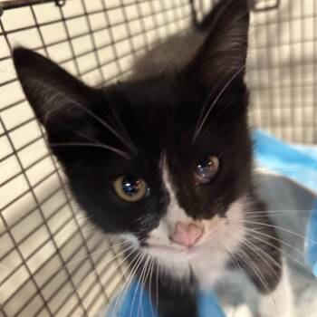 IVHS-Stray-140050 -  Domestic Short Hair Cat for Adoption in San Gabriel, California - IVHS-Stray-140050 | PetCurious