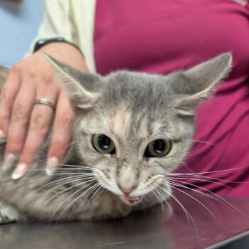 Alabama -  Domestic Short Hair Cat for Adoption in Dekalb, Illinois - Alabama | PetCurious