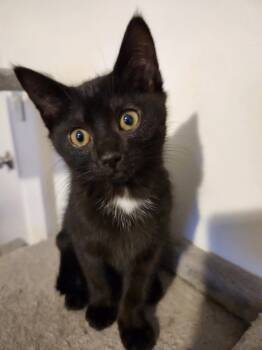 Brooklin(Toni) -  Domestic Short Hair and Tabby Cat for Adoption in Walled Lake, Michigan - Brooklin(Toni) | PetCurious