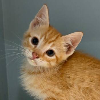 Domestic Medium Hair Cats Available for Adoption in Chattanooga, Tennessee - Tango | PetCurious