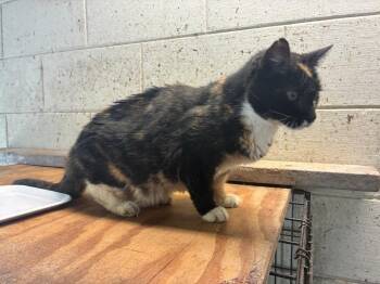 Calico Cats Available for Adoption in Deltona, Florida - Toni | PetCurious