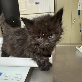 Domestic Long Hair Cats Available for Adoption in Pekin, Illinois - Auntie Annes | PetCurious