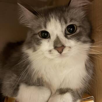 Trea -  Tabby Cat for Adoption in Albuquerque, New Mexico - Trea | PetCurious