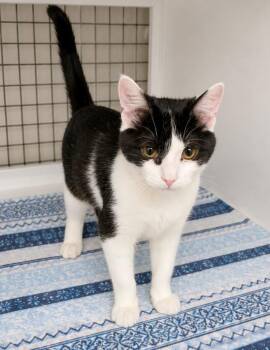 Midnight -  Domestic Short Hair Cat for Adoption in Trenton, New Jersey - Midnight | PetCurious