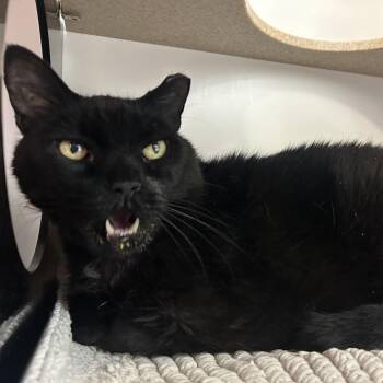 Big Rig -  Domestic Short Hair Cat for Adoption in Park City, Utah - Big Rig | PetCurious
