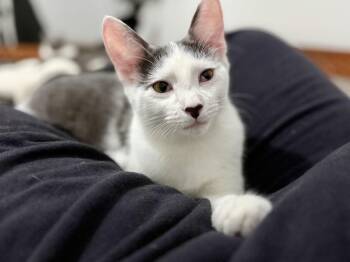 Domestic Short Hair Cats Available for Adoption - August | PetCurious