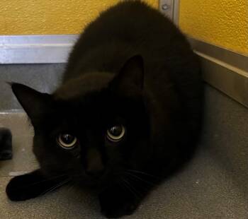 Rescue Domestic Short Hair Cats for Adoption in Dalton, Georgia - Otis | PetCurious