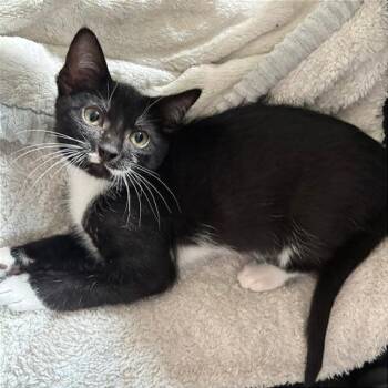 Bic -  Domestic Short Hair Cat for Adoption in Gibsonia, Pennsylvania - Bic | PetCurious