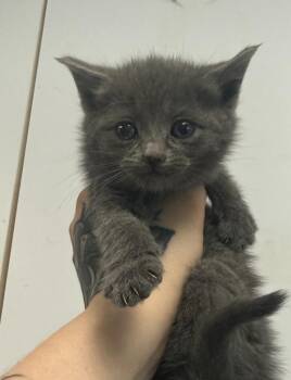 Pansy -  Domestic Short Hair Cat Available for Adoption in Salisbury, Maryland - Pansy | PetCurious