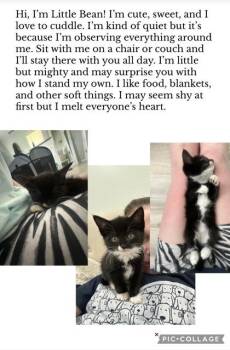 Little Bean (Nani) -  Domestic Short Hair Cat for Adoption in Port Republic, Maryland - Little Bean (Nani) | PetCurious