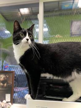 Janice -  Domestic Short Hair Cat Available for Adoption in Estherville, Iowa - Janice | PetCurious