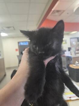 A800136 -  Domestic Short Hair Cat for Adoption in Louisville, Kentucky - A800136 | PetCurious