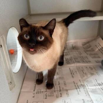 Vineyard -  Domestic Short Hair Cat for Adoption in Buffalo, Minnesota - Vineyard | PetCurious
