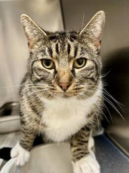 Domestic Short Hair Cats Available for Adoption in Wichita, Kansas - Prince | PetCurious