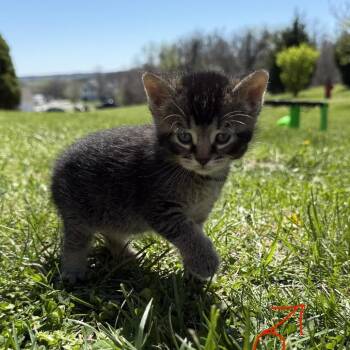 Domestic Short Hair Cats Available for Adoption in Columbia, Missouri - Scribble | PetCurious