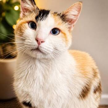 Opal Tuft -  Domestic Short Hair Cat for Adoption in Eagle Mountain, Utah - Opal Tuft | PetCurious