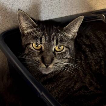 Rescue Domestic Short Hair Cats for Adoption in Hudson, New York - Frankie | PetCurious