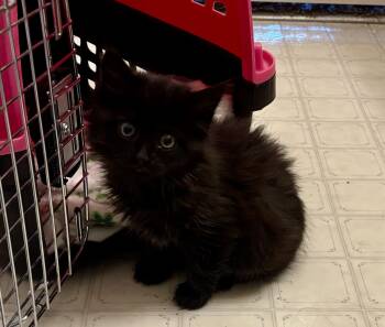 Prune Juice -  Domestic Medium Hair Cat for Adoption in Fruit Heights, Utah - Prune Juice | PetCurious