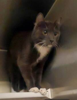Domestic Short Hair Cats Available for Adoption in St. Louis, Missouri - RORY | PetCurious